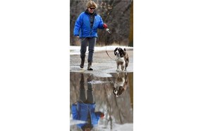 Three-year-old Springer Spaniel Phoebe wasn’t minding the puddles at all as dog-sitter Lynne Guest took her for a walk along Saskatchewan Drive in Edmonton on Monday Mar. 9, 2015.