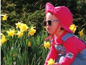 A toddler picks daffodils in Victoria’s Beacon Hill Park, an act that snagged a court appearance and a $2  fine in 1943 for an Edmonton sailor stationed in nearby Esquimalt, B.C.