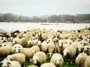 Tory-voting sheep are being herded to form another majority government, writes Barton Whyte.