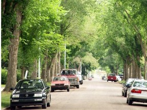 Elm trees planted on the boulevard in Edmonton.