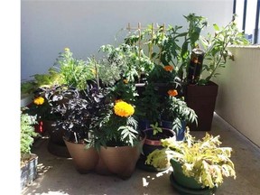 Amanda Henry has employed a variety of pots and plants on her balcony garden.