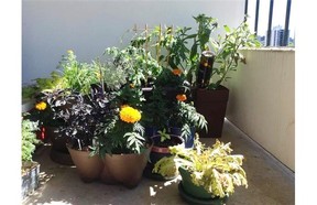 Amanda Henry has employed a variety of pots and plants on her balcony garden.