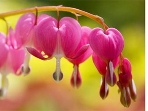 An arching stem of bleeding heart flowers can be a bright, colourful addition to a spring garden.