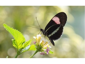 Butterflies from around the world are now in the Tropical Showhouse at the Devonian Botanic Garden near Edmonton, May 23, 2015. The scenic Devonian Botanic Garden is located in Parkland County, 5 kms north of Devon on Highway 60, within 30 minutes of downtown Edmonton.
