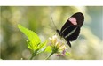 Butterflies from around the world are now in the Tropical Showhouse at the Devonian Botanic Garden near Edmonton, May 23, 2015. The scenic Devonian Botanic Garden is located in Parkland County, 5 kms north of Devon on Highway 60, within 30 minutes of downtown Edmonton.