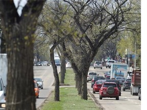 The City plans to chop down the remaining dying elm trees in the centre median of Whyte Avenue from 99th Street to 96th Street. in Edmonton on Thursday May 7, 2015.