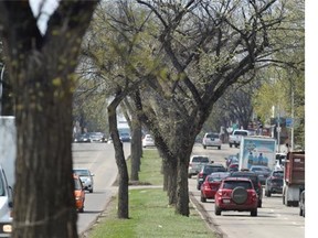 The City chopped down the remaining dying elm trees in the centre median of Whyte Avenue from 99th Street to 96th Street. in Edmonton on Thursday May 7, 2015.