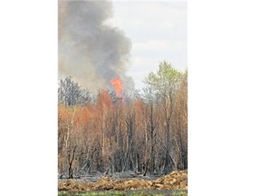 Fire flares up in a forest near Opal, Alta., on May 17, 2010. A significant El Nino event might mean an increased number of forest fires and droughts next summer.