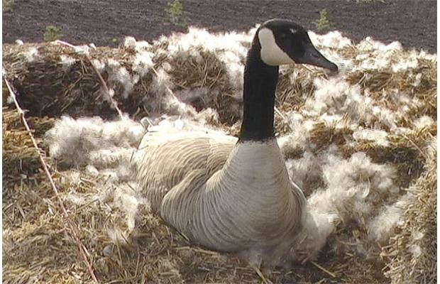 Canada goose 2024 90 90km