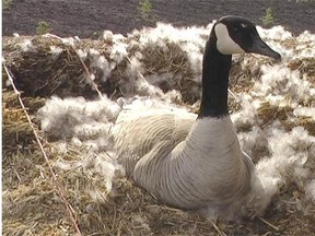 The goose from the Edmonton Journal Goosecam 2015 has left the nest April 30, 2015, indicating the eggs were not viable.