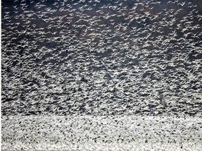Migrating snow geese arrive in March by the tens of thousands at the Middle Creek Wildlife Area in Lancaster County, Pa. Alberta hunters for the first time will be able to hunt the geese during the spring.