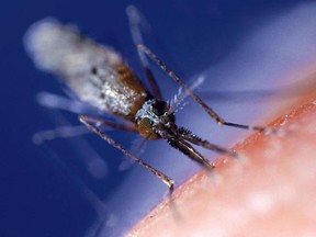 Edmonton’s reluctant spring may mean fewer mosquitoes in 2011.