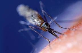 Edmonton’s reluctant spring may mean fewer mosquitoes in 2011.