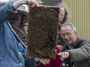 Beekeeper Patty Milligan pulls a frame from the brood chamber of the hive for a closer look.
