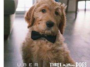 Uber puppy.