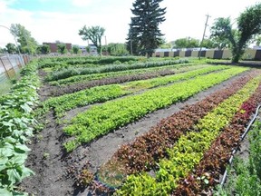 The Northlands Urban Farm is opening up for free public tours, starting Friday.