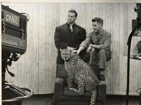 Al Oeming with his pet cheetah, Tawana, during a 1950s visit to a television studio. In 1957, west-end residents were frightened when Tawana escaped and roamed around their neighbourhood.