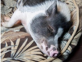 The owners of Eli the pot-bellied pig lost their appeal of a $100-fine for violating Strathcona County’s animal control bylaws.