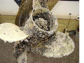 Quagga mussels cover a boat’s propeller at Lake Mead, Nev., in Nov. 2007. Invasive mussels can live out of water for up to 30 days and can cling to boat parts like propellers.