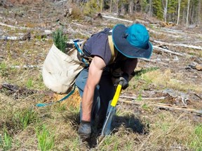 Tree planting is not the heroic and virtuous enterprise it's made out to be, writes Tom Roschkov.