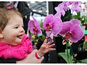 Sofia Rodriguez, eight months old, was delighted with the orchids at the 38th Annual Orchid Fair held at the Enjoy Centre in St. Albert on April 18, 2015.
