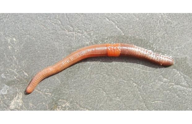 Earthworm invasion: Study forecasts rise of worms in northern