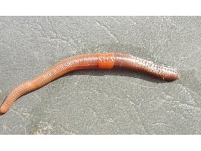 A species of earthworm called dendrobaena octaedra is predicted to expand its territory from three per cent of the boreal forest in northeastern Alberta to 39 per cent by 2056.