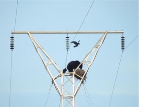 Linda Powell, director of media relations for Mossberg, took a series of photos of a bear climbing an electric tower to raid a raven’s nest in north-eastern Alberta, near Wood Buffalo National Park on May 10, 2015.