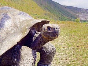 A tortoise in Wales named Mrs. T  — who’s hopefully not as large as this specimen here from the Galapagos Islands — had part of her front legs chewed off by a rat. Mrs. T’s enterprising owner glued wheels from a model aircraft right onto her shell, so now she can glide at will.