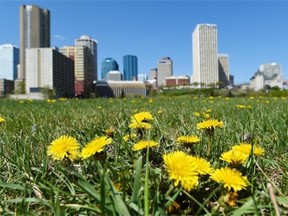 Councillor Bryan Anderson says the city isn't do enough to control dandelions.