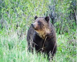 A female grizzly bear is shown in a handout photo. Hikers in Jasper National Park now have the option of gathering bear droppings so they can be used in a DNA study of the park’s grizzly bears.