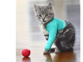 Henry, an 11- to 12-week-old kitten, was found not long ago at the side of a highway, severely injured after being struck by a vehicle. The kitten, photographed on May 27, 2015, is now recuperating at the Edmonton Humane Society.