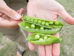 Peas grow best in cool spring weather, and can wilt or brown once summer turns up the heat.
