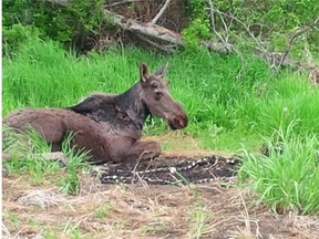 A young bull moose, discovered Tuesday in northeast Edmonton, was tranquilized and released in a wooded area near Bruderheim.