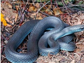 A Blue Racer snake,similar to this one, was one of three snakes gifted to the Edmonton zoo in 1951 by the Baltimore Zoo.