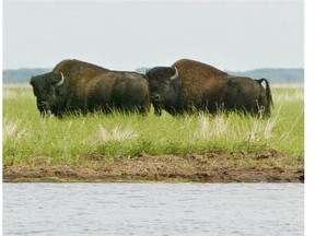 Bison stand on the shore of Claire Lake in Wood Buffalo National Park, a UNESCO World Heritage Site. The park is home to some 4,700 free-roaming bison.