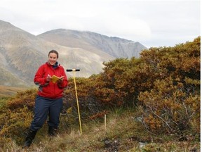 Canadian scientist Isla Myers-Smith, formerly at the University of Alberta, records shrub growth in the Yukon as part of a study on the impact of climate change in the Artic. The study 
 deteremined tall shrubs are moving into the open tundra.