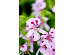 Citronella geranium is one of the most popular and effective mosquito-repellent plants.