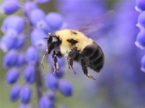 The City of Edmonton has released videos to educate people about urban beekeeping.