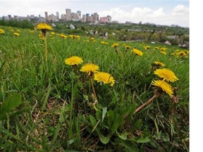 Dandelions sprout on Connors Hill in Edmonton. Pulling them out by the root remains the best method of removal.