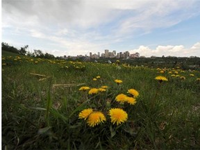 Edmonton city council banned the cosmetic use of herbicides on city land Tuesday, but made that ban subject to a long list of exemptions.