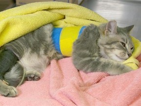 Henry the kitten looks groggy minutes after waking up from surgery to have his front leg removed at the Edmonton Humane Society in Edmonton on June 30, 2015. Henry was rescued and healed after being hit by a car and has become an animal celebrity.