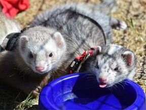 Ferrets Jack and Rocky take a water break at Pets in the Park at William Hawrelak Park which raises money for the Edmonton Humane Society
