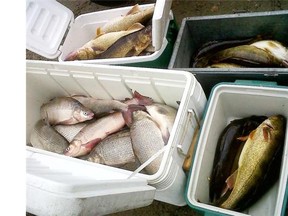 Fish seized in 2011 during a bust in which 27 people from Pigeon Lake, Wetaskiwin, Camrose, Rimbey and Edmonton were charged with 72 counts under the Fisheries (Alberta) Act.