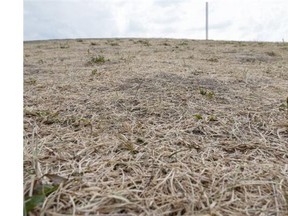 Hot conditions across the province over the past few weeks have resulted in deteriorating crop conditions and soil moisture ratings, and Edmonton and surrounding areas have been hit the hardest. Dry grass at Foote Field in Edmonton on June 11, 2015. It’s the driest spring northern Alberta has had in 50 years.