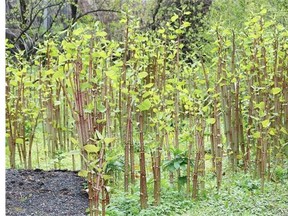 Japanese Knotwood stalks are thick as bamboo, grow straight up, and can be several metres tall.