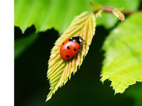 Ladybugs can help maintain a balanced ecosystem in your garden and protect plants without using pesticides.