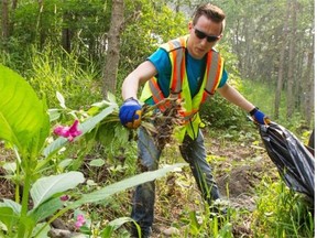 Nathan Petersen pulls Himalayan balsam plants out of the ground Saturday in Kennedale Ravine. A group of Edmontonians volunteered to pull the noxious weeds that look nice but are an invasive species.