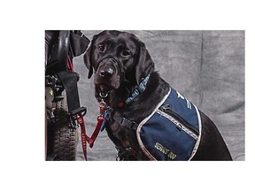 Oakley, a three-year-old black lab recently graduated from assistant-dog school, takes to the stage in From Hollywood to Broadway, at Edmonton Musical Theatre.