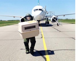 Saskatoon Police Service Const. Matt Maloney, of the Explosive Disposal Unit, due to high heat removes two cats from a WestJet plane during an ongoing investigation into a bomb threat in Saskatoon on Saturday, June 27, 2015. A WestJet flight bound for Edmonton from Halifax was diverted to Saskatoon on Saturday morning following a bomb threat.